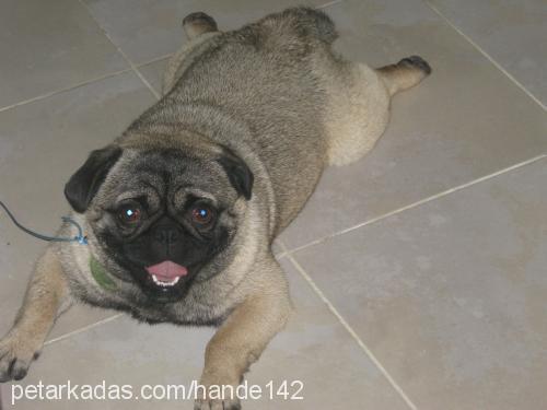 bambam Erkek Pug