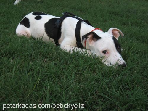 bebek Erkek Amerikan Pitbull Terrier