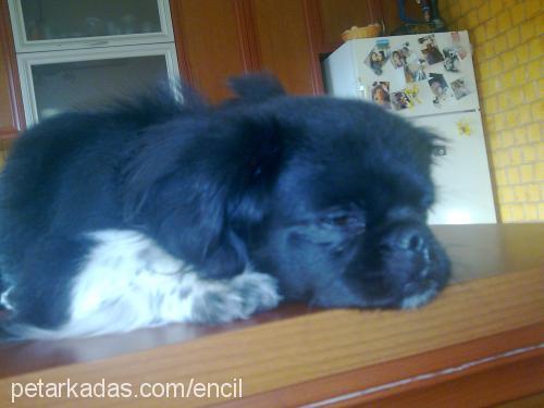 lulu Dişi Pekingese