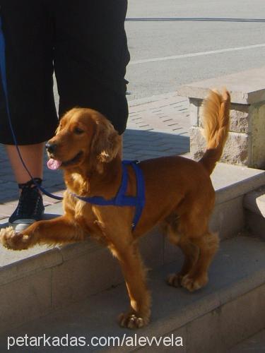 mert Erkek İngiliz Cocker Spaniel