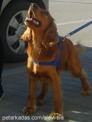 mert Erkek İngiliz Cocker Spaniel