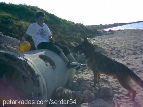 kont Erkek Alman Çoban Köpeği