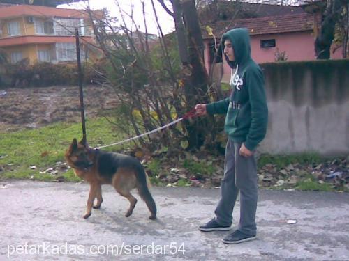 kont Erkek Alman Çoban Köpeği