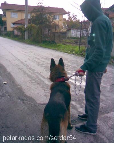 kont Erkek Alman Çoban Köpeği