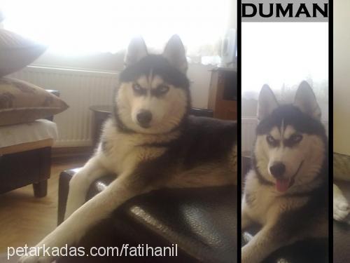 duman Dişi Sibirya Kurdu (Husky)