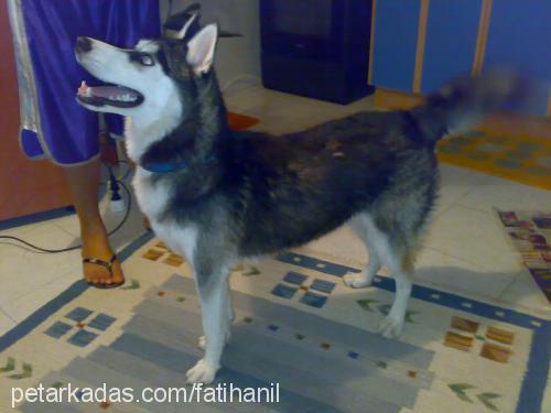 duman Dişi Sibirya Kurdu (Husky)