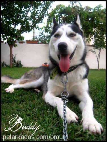 buddy Erkek Sibirya Kurdu (Husky)