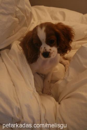 chopper Erkek Cavalier King Charles Spanieli