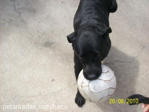 beca Dişi Labrador Retriever