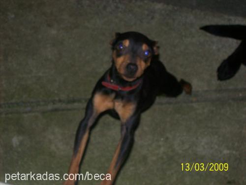 nikky Dişi Doberman Pinscher