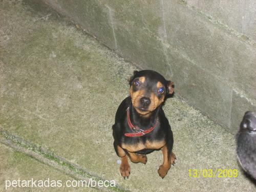 nikky Dişi Doberman Pinscher