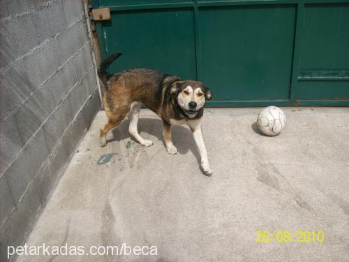 bia Dişi Labrador Retriever