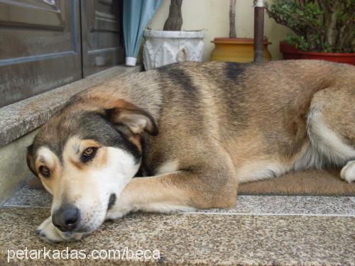 bia Dişi Labrador Retriever