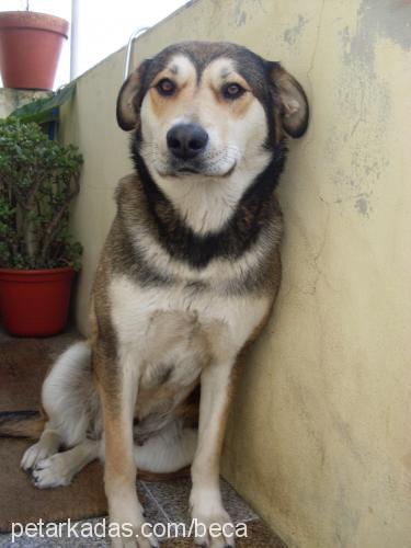 bia Dişi Labrador Retriever