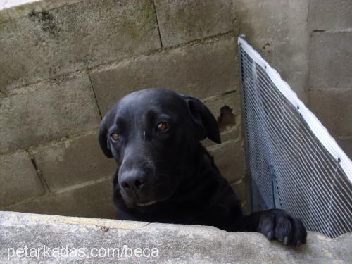 beca Dişi Labrador Retriever