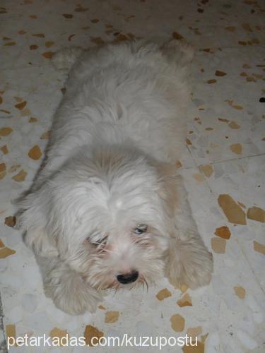 paşa Erkek West Highland White Terrier