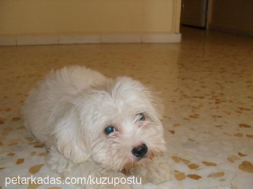 paşa Erkek West Highland White Terrier