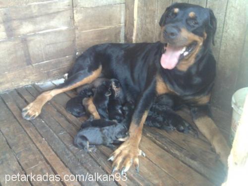 heraveyavrulari Dişi Rottweiler