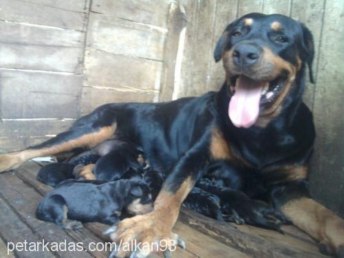 heraveyavrulari Dişi Rottweiler