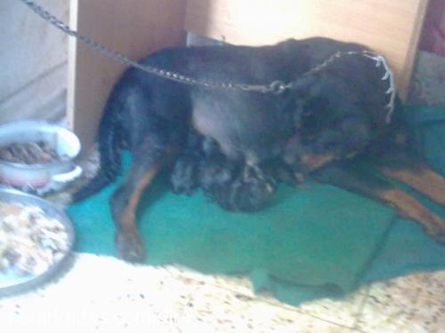 Şila Dişi Rottweiler