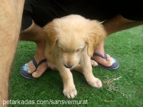 şansoli Erkek Golden Retriever