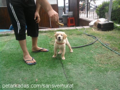 şansoli Erkek Golden Retriever