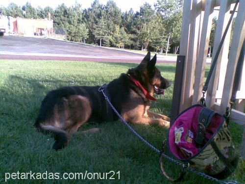 kayıpkız Dişi Alman Çoban Köpeği