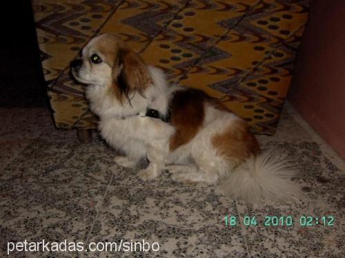 sinbo Erkek Tibetli Spaniel