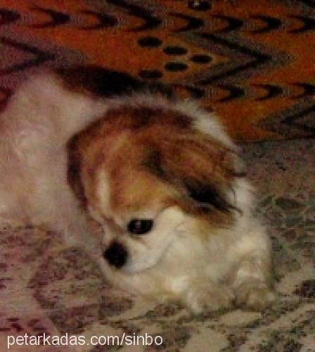 sinbo Erkek Tibetli Spaniel