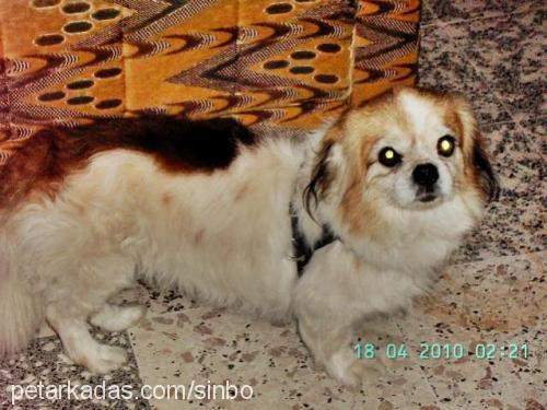 sinbo Erkek Tibetli Spaniel