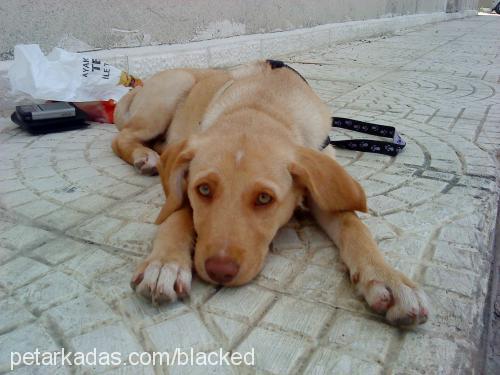 esİn Dişi Labrador Retriever