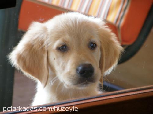 patiye Dişi Golden Retriever