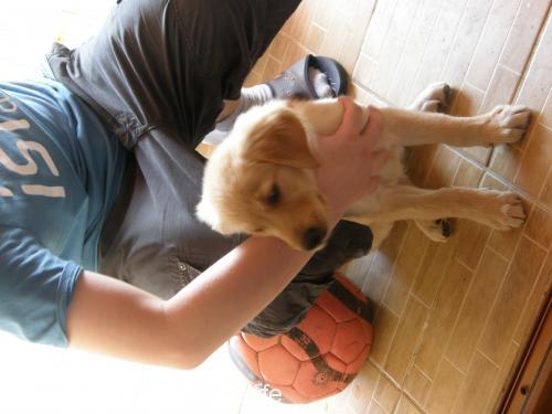 patiye Dişi Golden Retriever