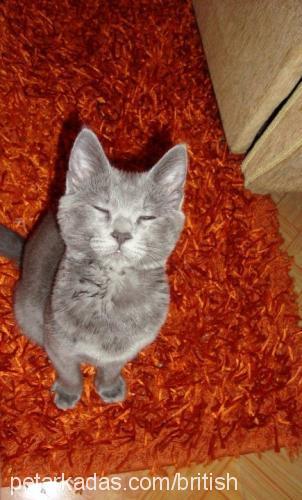 osman Erkek British Shorthair