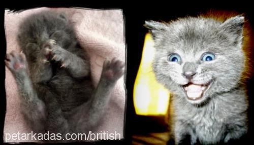 osman Erkek British Shorthair