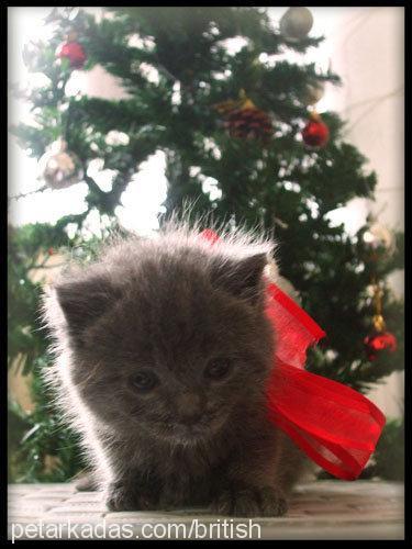 osman Erkek British Shorthair