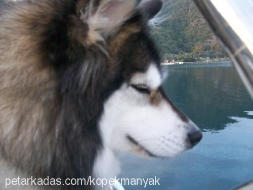 melek Dişi Sibirya Kurdu (Husky)