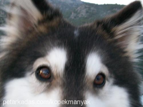 melek Dişi Sibirya Kurdu (Husky)