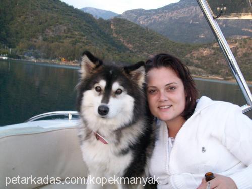 melek Dişi Sibirya Kurdu (Husky)