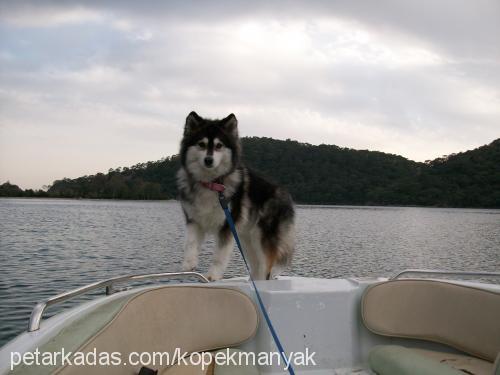 melek Dişi Sibirya Kurdu (Husky)