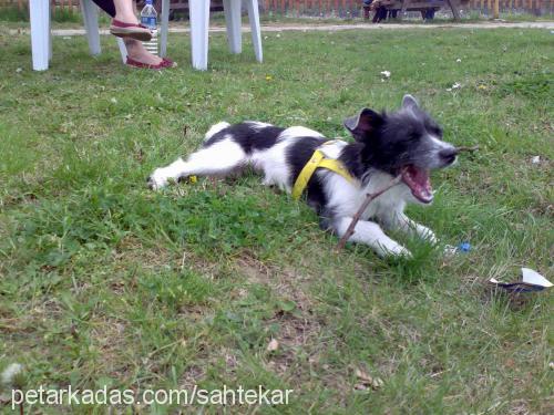 fıstık Dişi Jack Russell Terrier