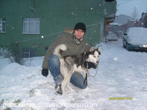 oscar Erkek Sibirya Kurdu (Husky)