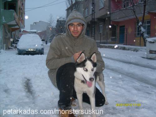 oscar Erkek Sibirya Kurdu (Husky)