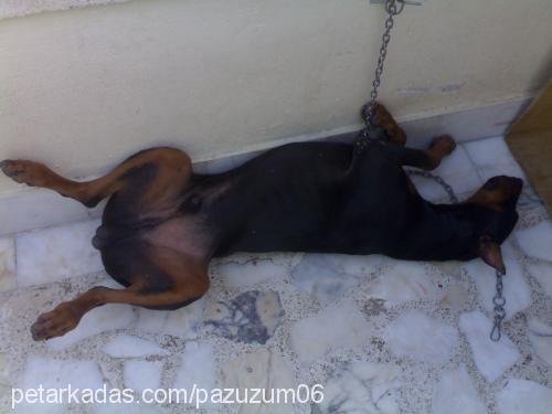 herkül Erkek Doberman Pinscher