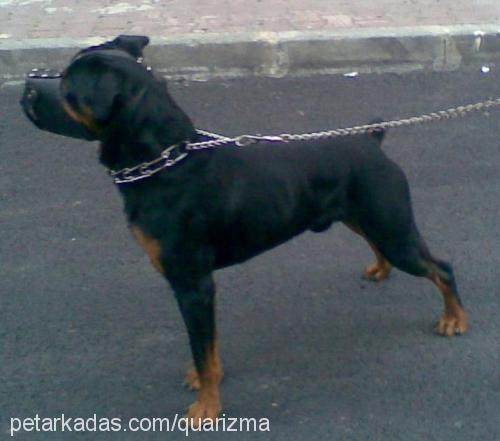 efe Erkek Rottweiler