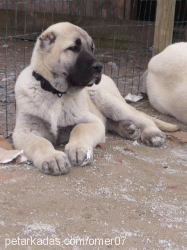 tomi Erkek Kangal