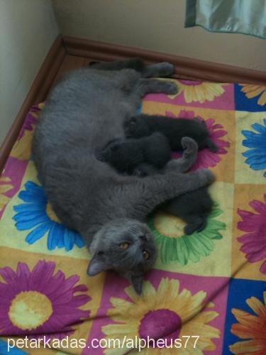 yavrus Dişi British Shorthair