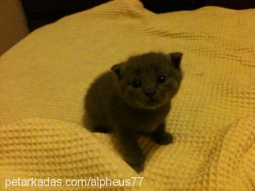 yavrus Dişi British Shorthair