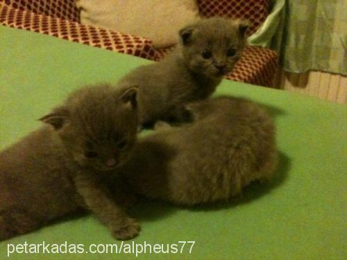 yavrus Dişi British Shorthair