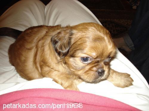 pako Erkek Tibetli Spaniel